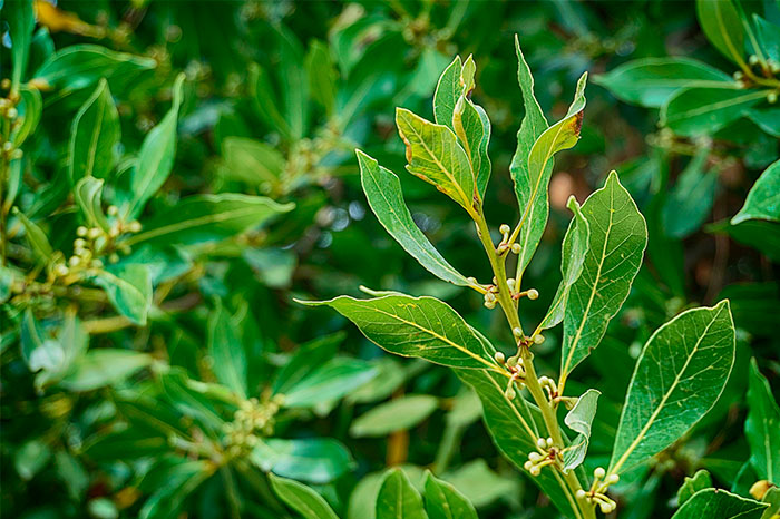 Laurel
